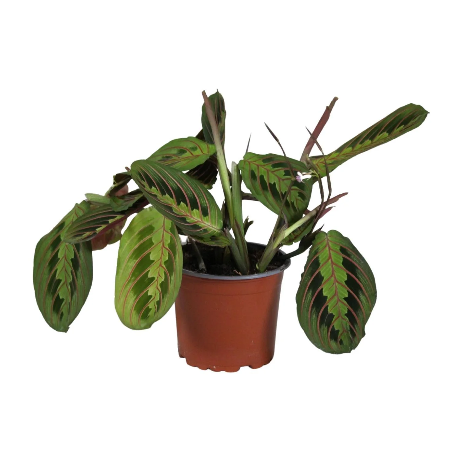 Maranta Leuconeura Fascinator – Bidplant – Ø 12 cm – ↑ 30 cm Maranta Leuconeura Fascinator – Bidplant – Ø 12 cm – ↑ 30 cm