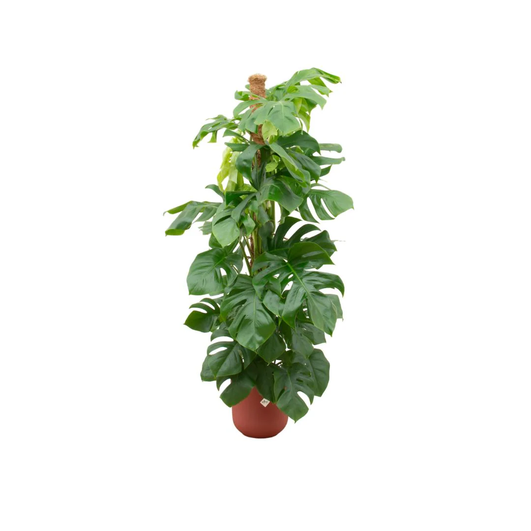 Combi deal – Monstera Pertusum XL inclusief elho Jazz Round rood Ø26 – ↑ 150 cm Combi deal – Monstera Pertusum XL inclusief elho Jazz Round rood Ø26 – ↑ 150 cm