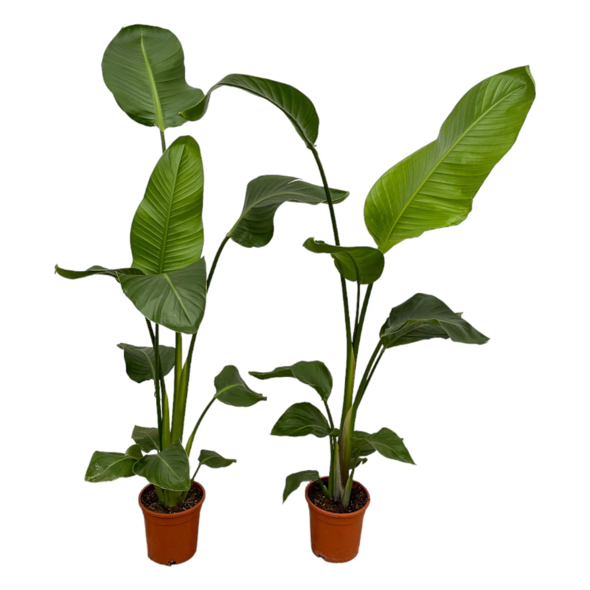 2x Strelitzia Nicolai – ↑ 100 cm – Ø17
