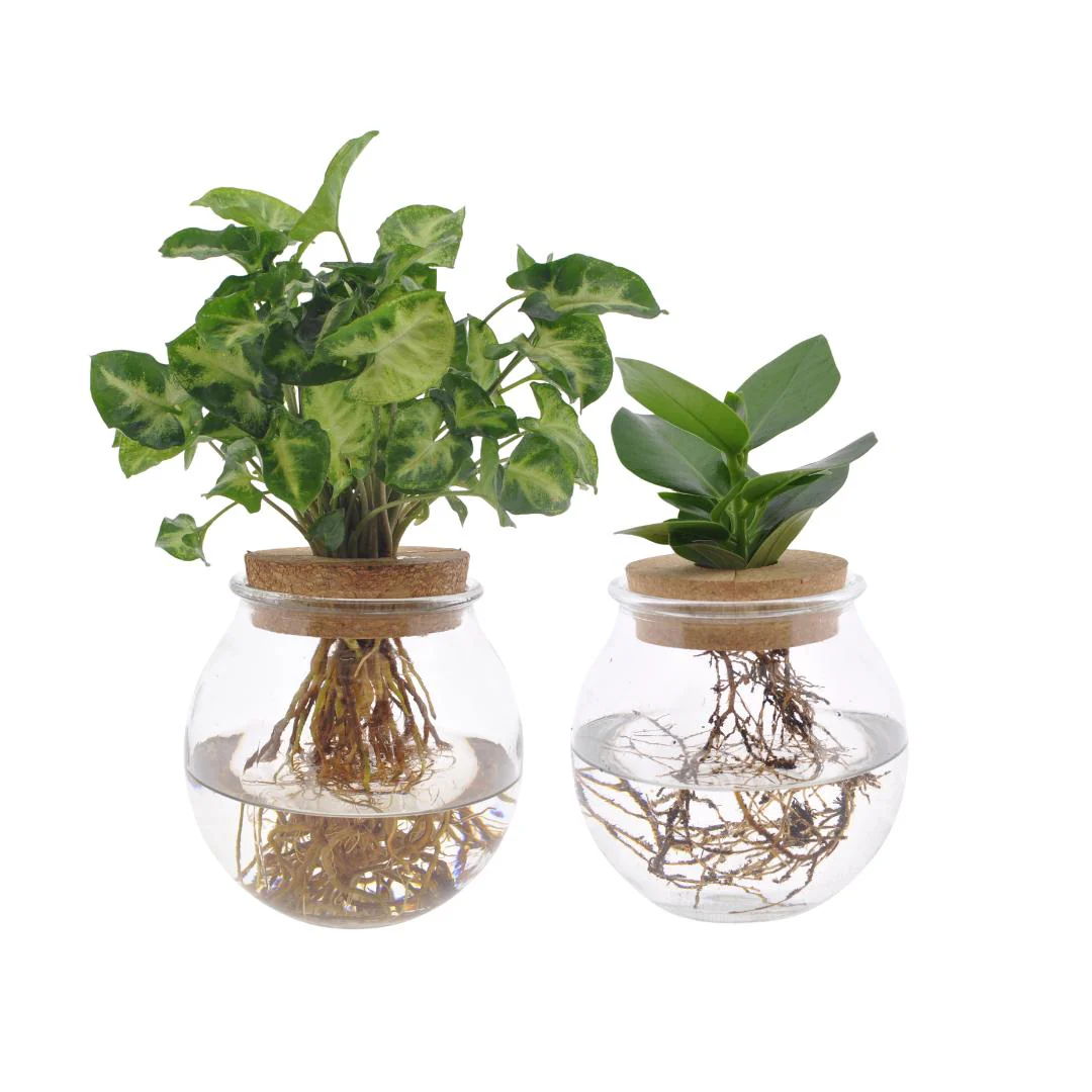 Bolglas Duo Clusia/Syngonium Green – 2 stuks – Ø12cm – ↕30cm