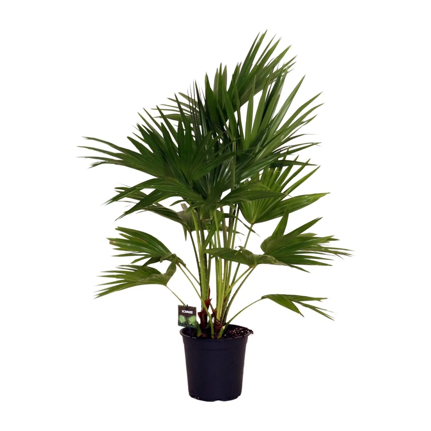 Livistona Chinensis – Schermpalm – Ø 24 cm – ↑ 100 cm Livistona Chinensis – Schermpalm – Ø 24 cm – ↑ 100 cm