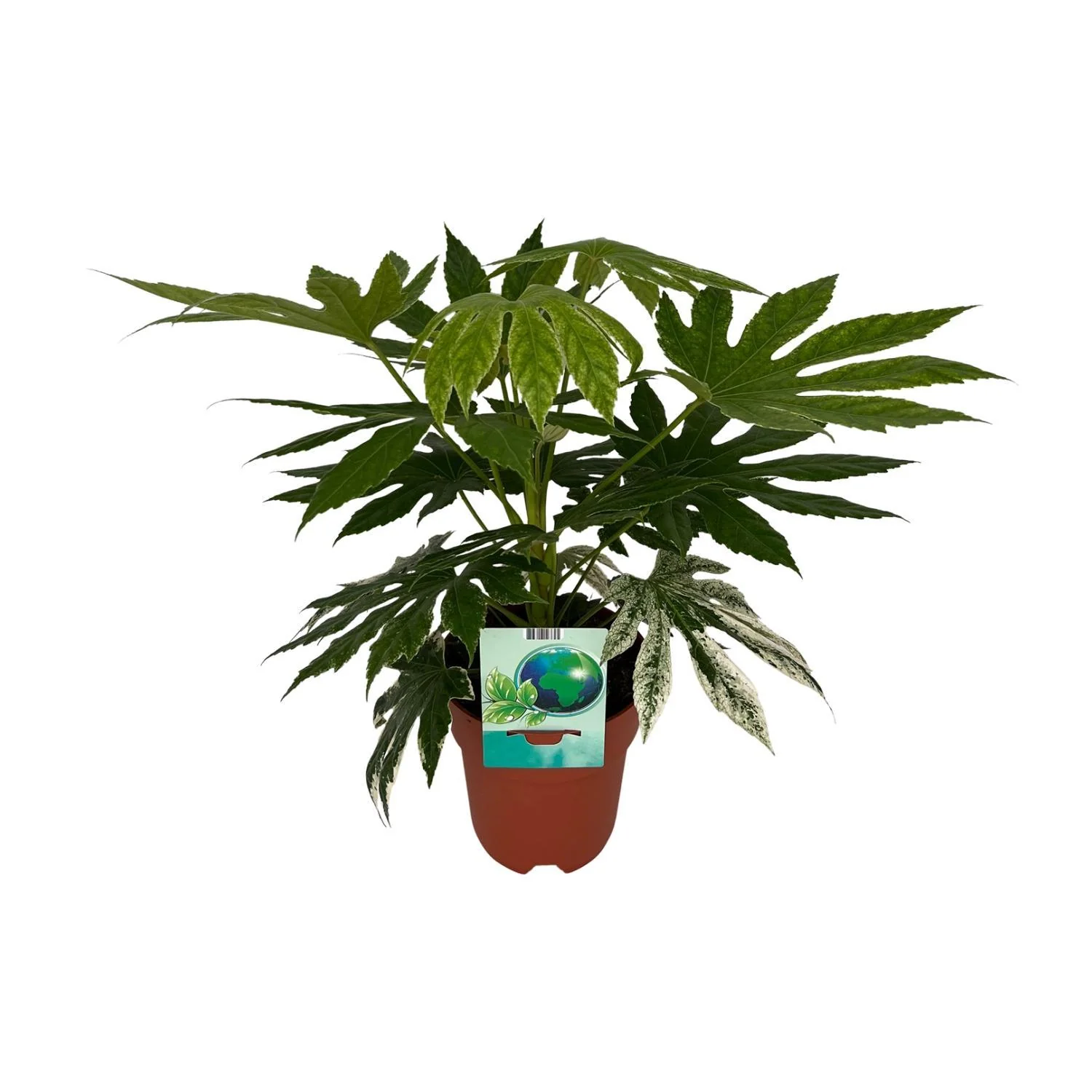 Fatsia japonica Variegata (Vingerplant) – Ø 19 cm – ↑ 60 cm Fatsia japonica Variegata (Vingerplant) – Ø 19 cm – ↑ 60 cm