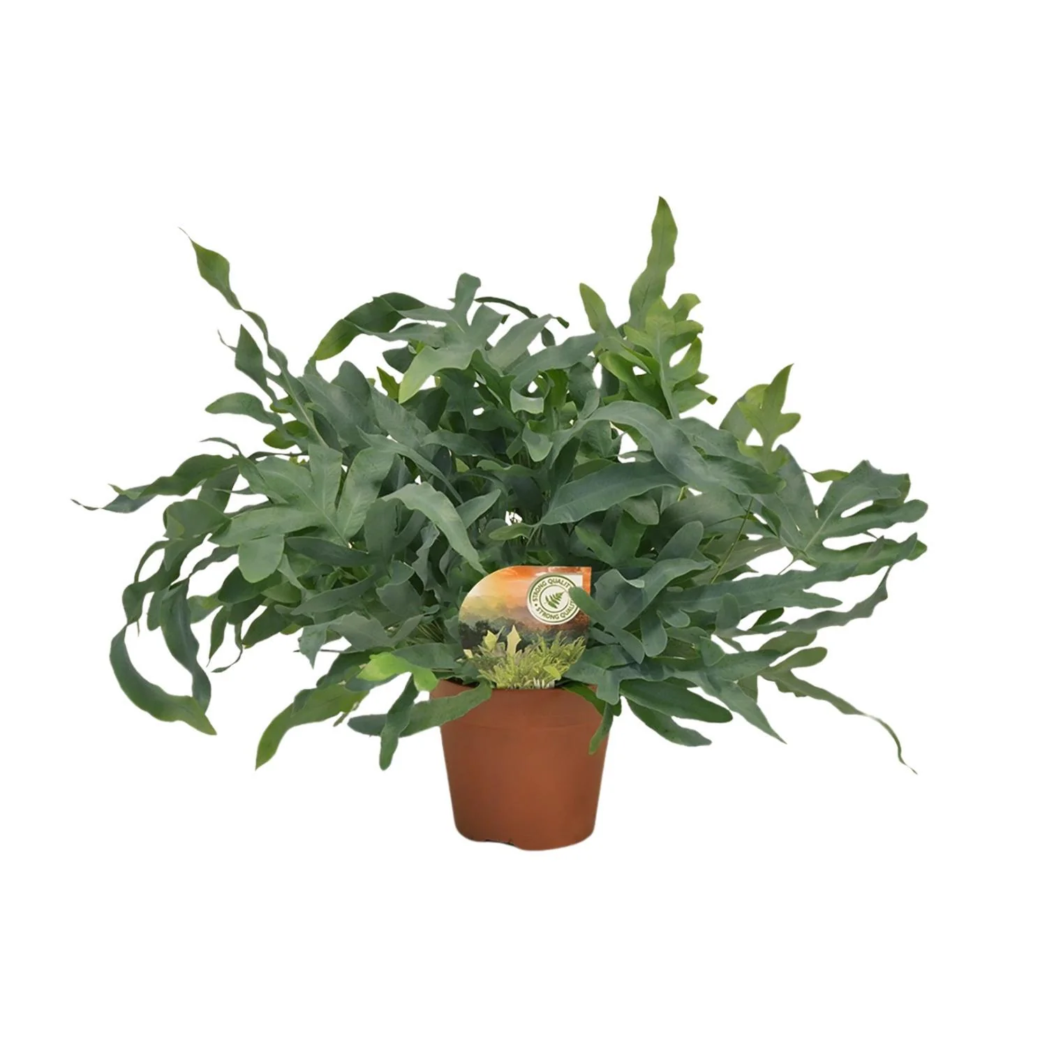 Phlebodium Blue Star – Blauwvaren – Ø 17 cm – ↑ 60 cm Phlebodium Blue Star – Blauwvaren – Ø 17 cm – ↑ 60 cm