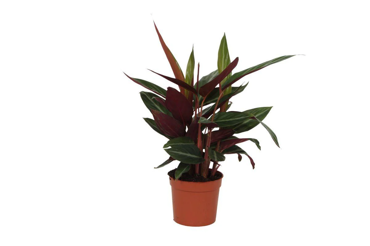 Calathea Stripestar – ↑ 40 cm – Ø12cm Calathea Stripestar – ↑ 40 cm – Ø12cm