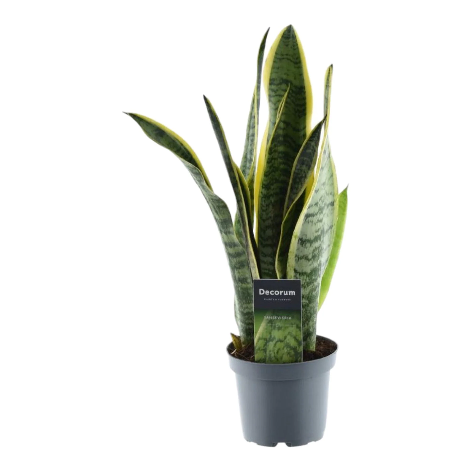 Sansevieria Laurentii – ↑ 45 cm – ø12