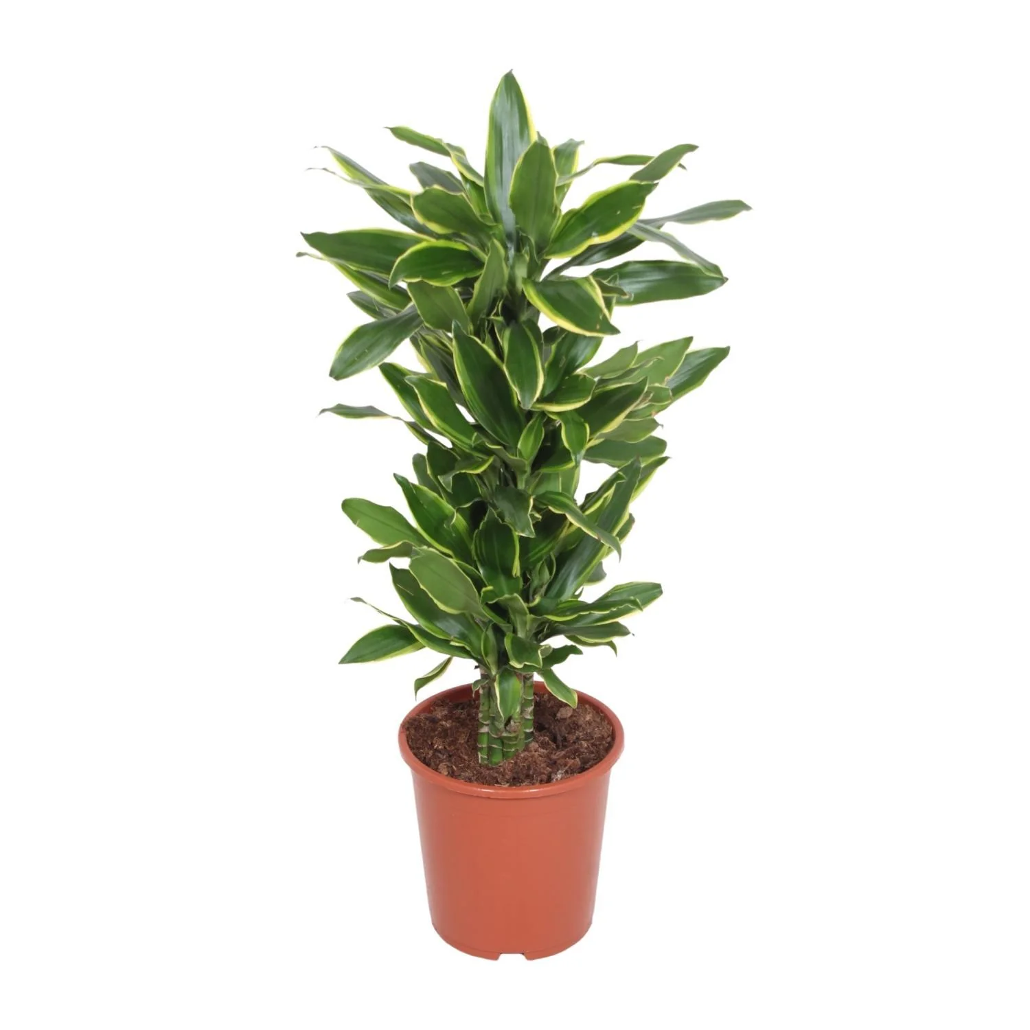 Dracaena golden coast (Drakenbloedboom) – Ø 27 cm – ↑ 110 cm Dracaena golden coast (Drakenbloedboom) – Ø 27 cm – ↑ 110 cm