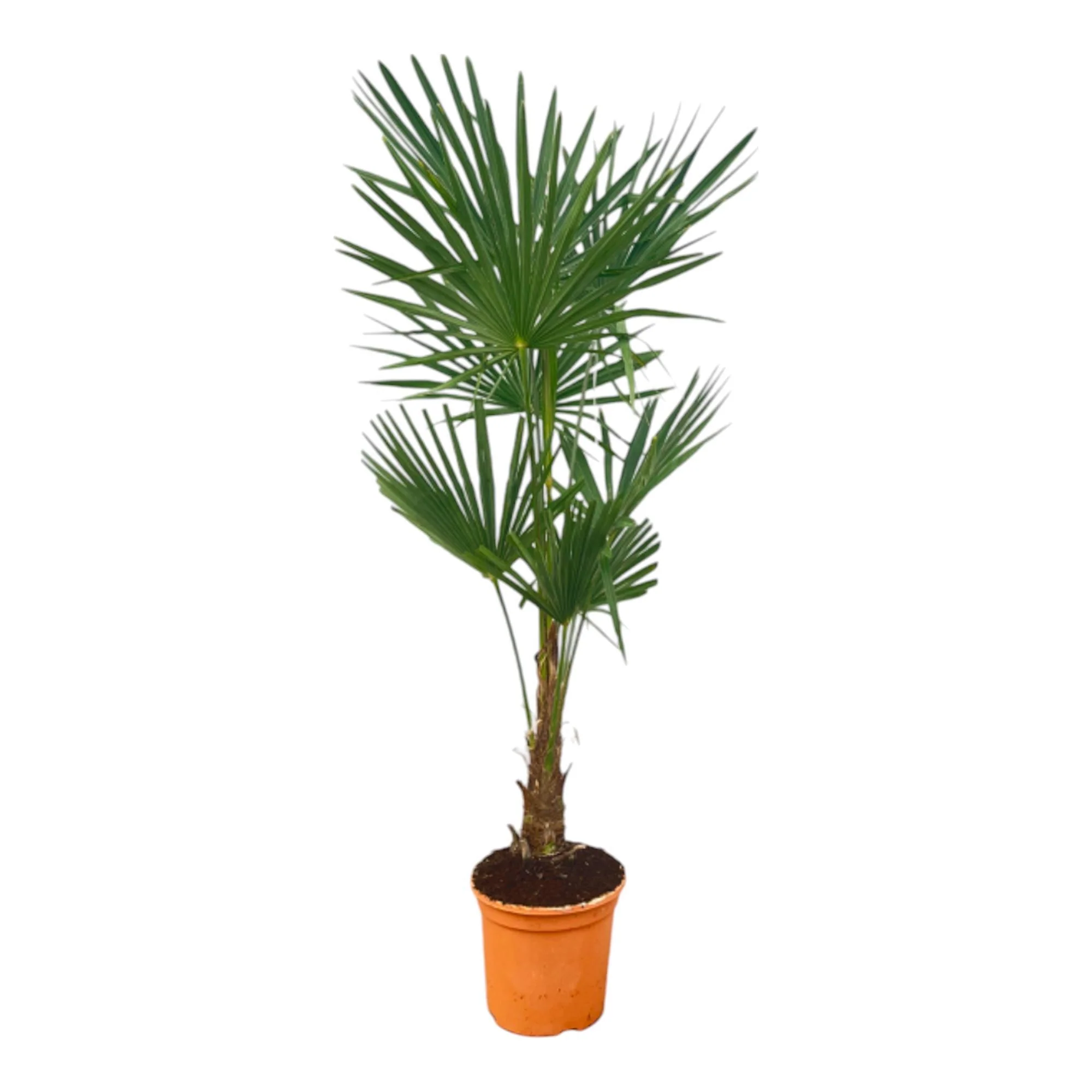 Trachycarpus Fortuneii – ↑ 160 cm – Ø25cm