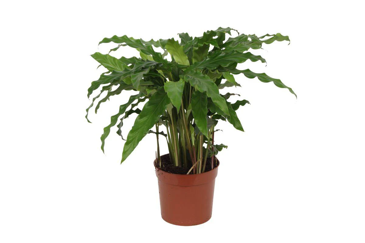 Calathea Bluegrass – ↑ 40 cm – Ø12cm Calathea Bluegrass – ↑ 40 cm – Ø12cm