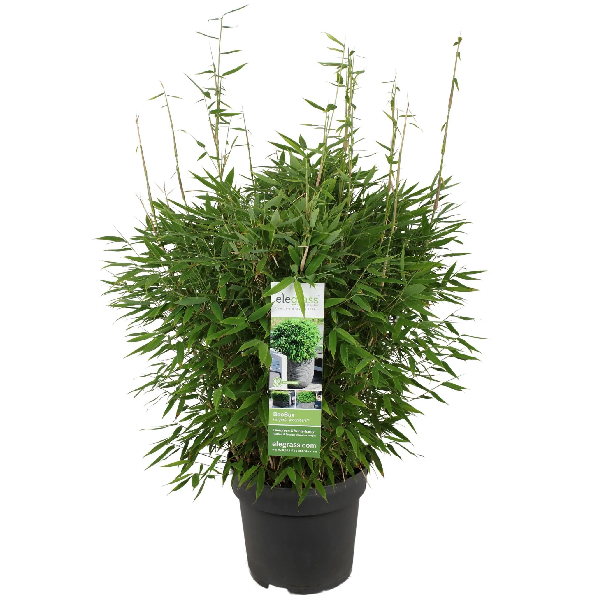 Fargesia ‘Moontears’® Boobux – Compact Groeiend, Niet Woekerende Bamboe – Ø 30cm – ↑ 130cm Fargesia ‘Moontears’® Boobux – Compact Groeiend, Niet Woekerende Bamboe – Ø 30cm – ↑ 130cm