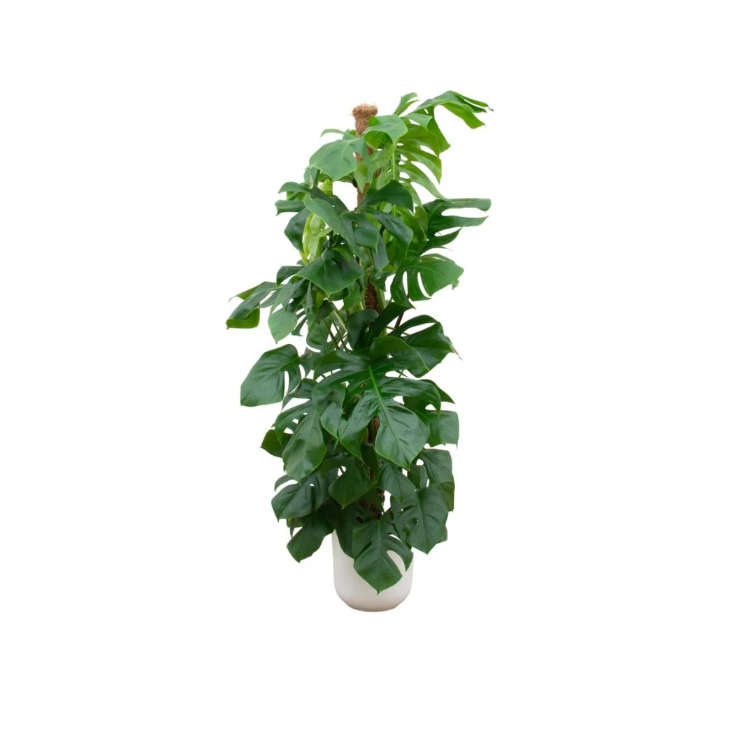 Combi deal – Monstera Pertusum XL (Gatenplant) + Elho Jazz Round wit ↑ 150 cm Combi deal – Monstera Pertusum XL (Gatenplant) + Elho Jazz Round wit ↑ 150 cm