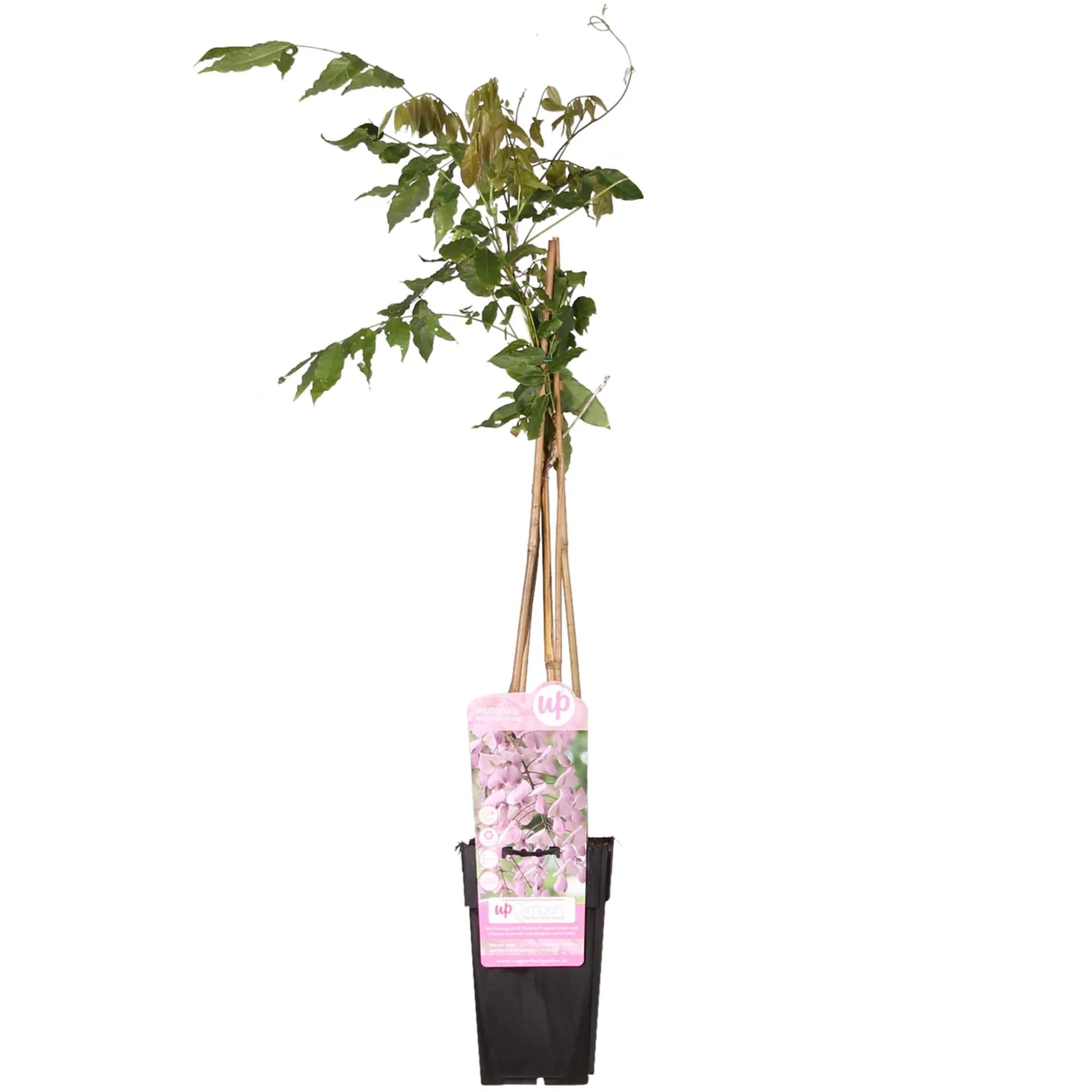 Wisteria floribunda ‘Rosea’ – Roze Regen – Ø 16cm – ↑ 70cm Wisteria floribunda ‘Rosea’ – Roze Regen – Ø 16cm – ↑ 70cm