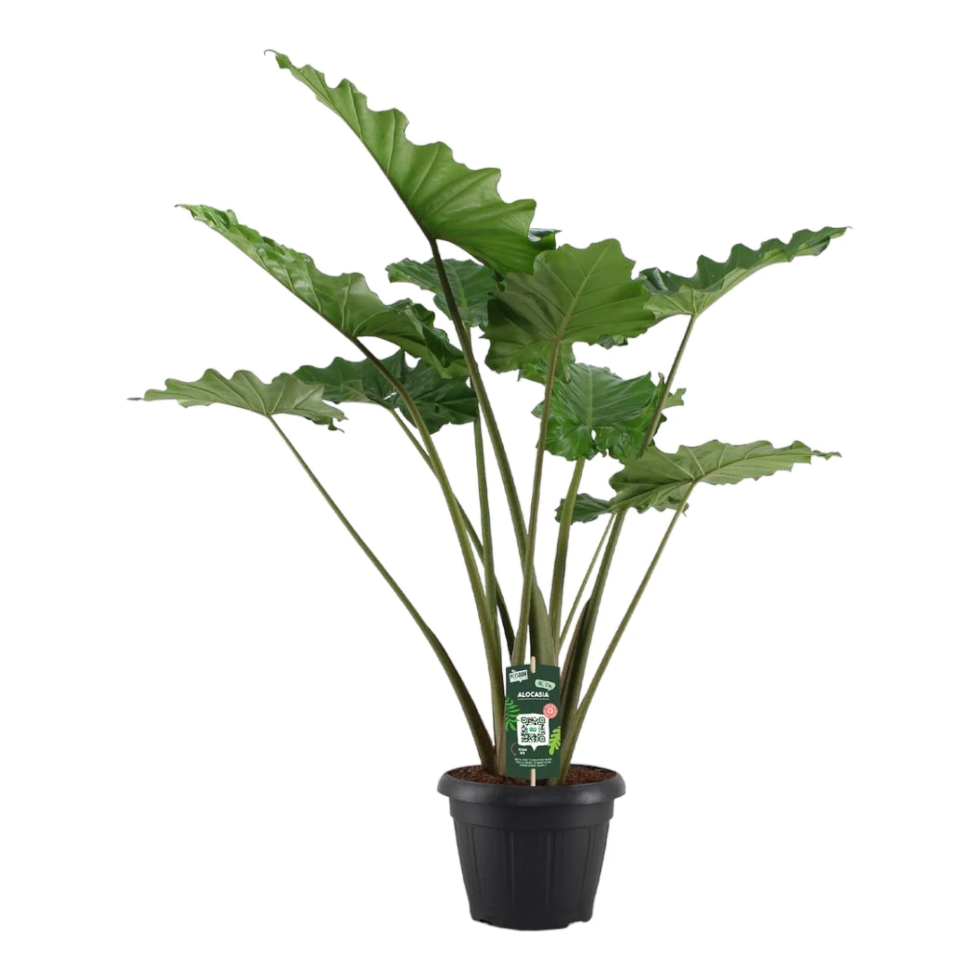 Alocasia Portodora – ↑ 140 cm