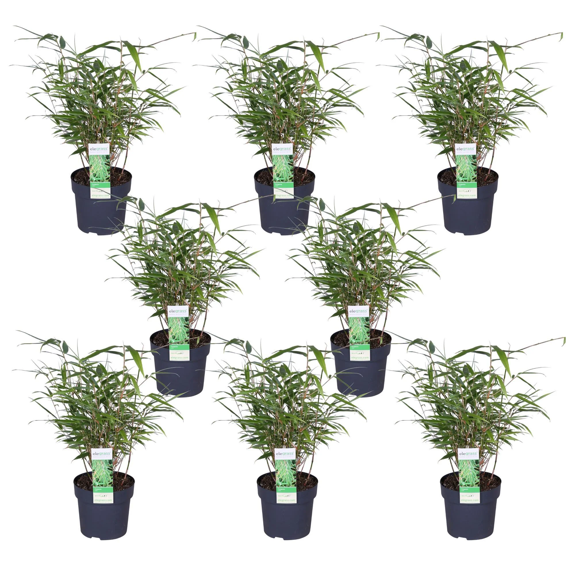 8x Fargesia rufa – ↨40cm – Ø14 8x Fargesia rufa – ↨40cm – Ø14