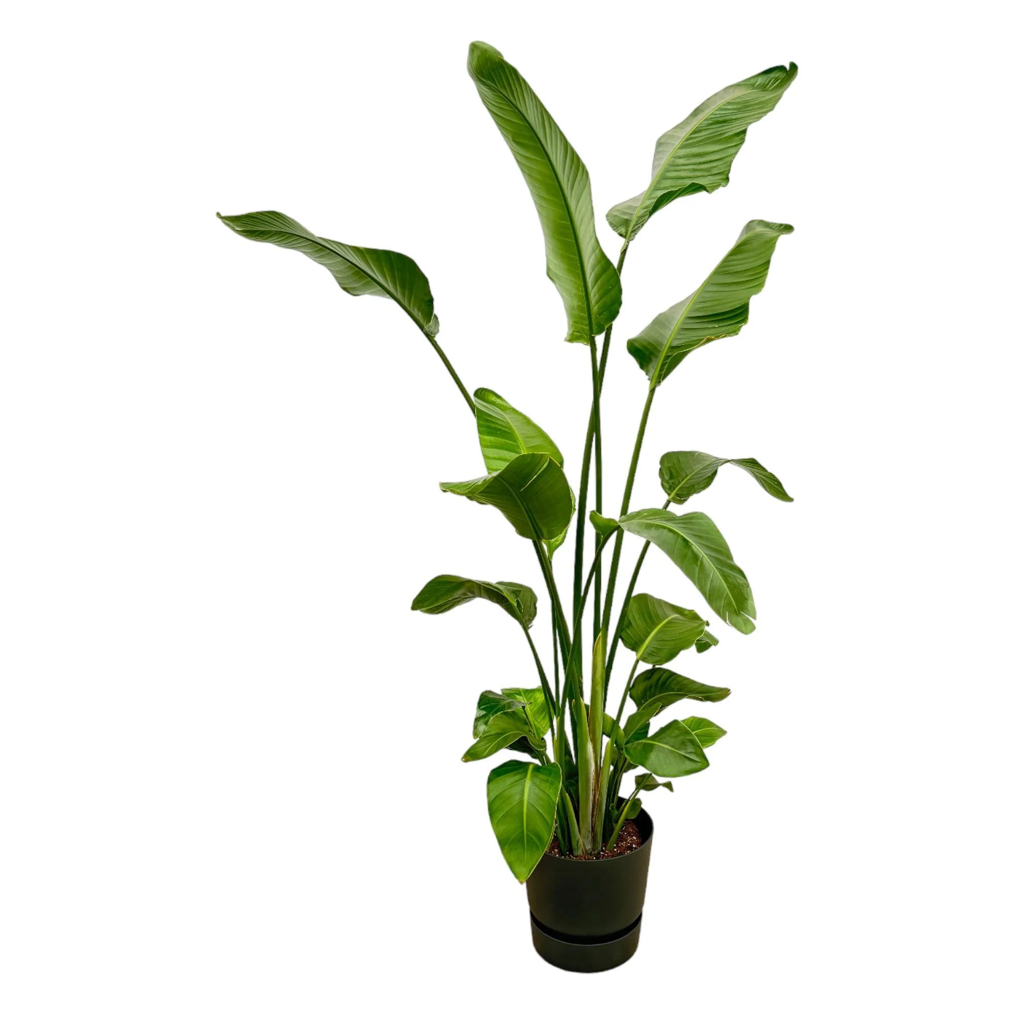 Strelitzia Nicolai inclusief elho Greenville Round zwart – ↑ 180 cm – Ø30