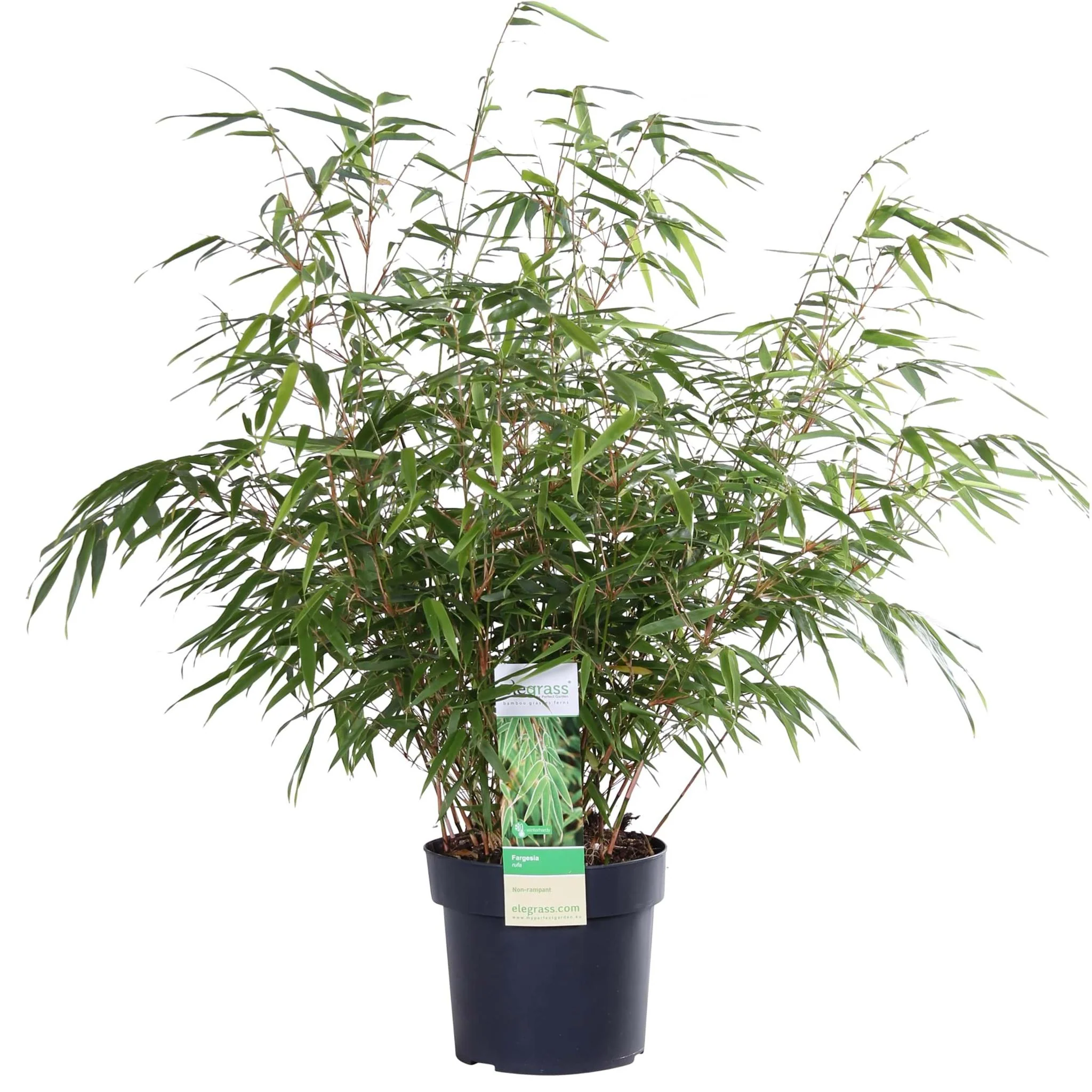 Fargesia rufa (Bamboe) – Ø 19 cm – ↑ 60 cm Fargesia rufa (Bamboe) – Ø 19 cm – ↑ 60 cm