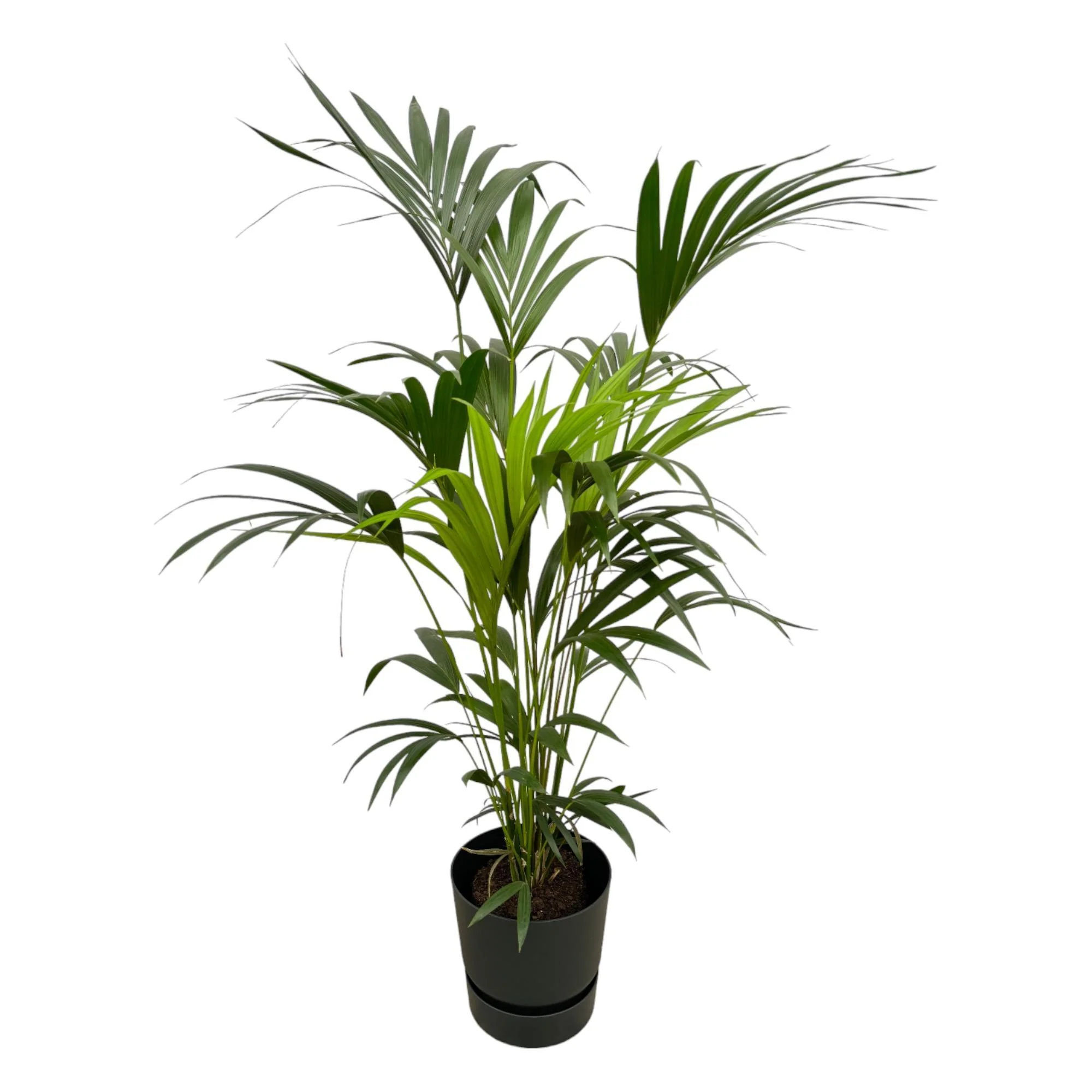Kentia palm inclusief elho Greenville Round zwart – ↑ 160cm – Ø30 Kentia palm inclusief elho Greenville Round zwart – ↑ 160cm – Ø30