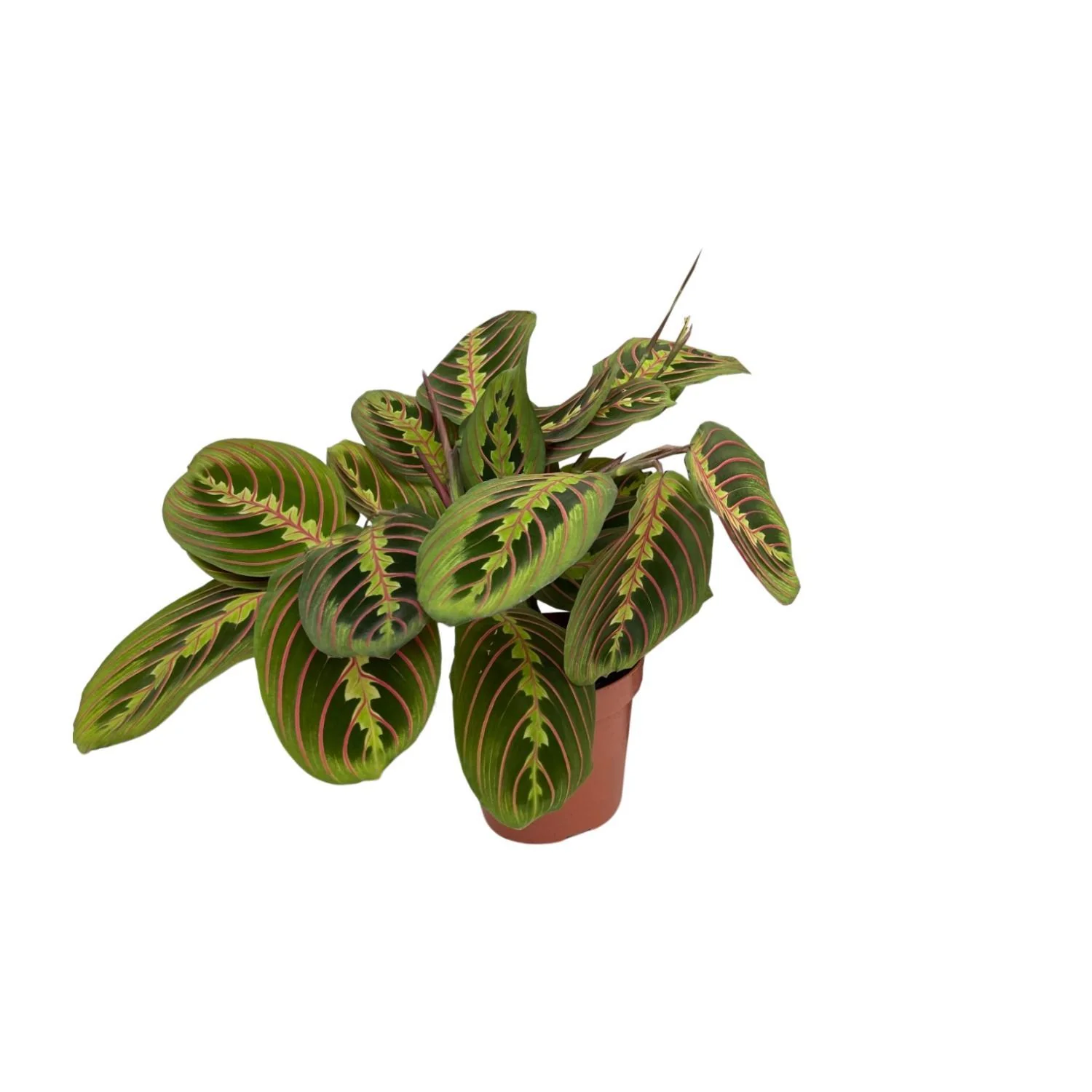 Maranta Fascinator – Pijlwortel – Ø 12 cm – ↑ 20 cm Maranta Fascinator – Pijlwortel – Ø 12 cm – ↑ 20 cm