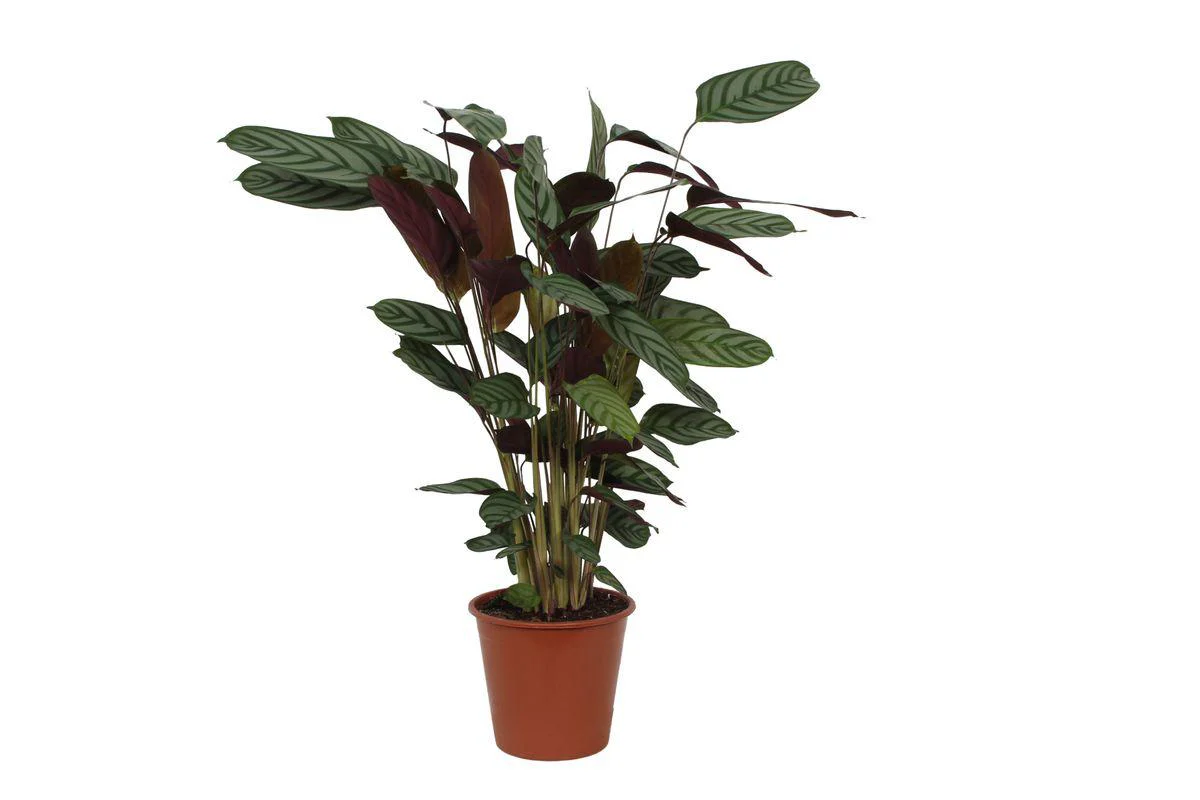 Calathea Compactstar – ↑ 80 cm – Ø19cm Calathea Compactstar – ↑ 80 cm – Ø19cm