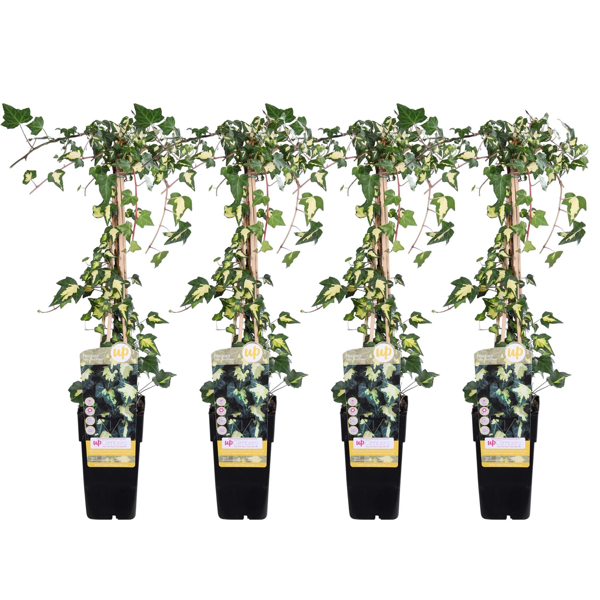 4x – Hedera colchica ‘Dentata Variegata’ – ↨65cm – Ø15