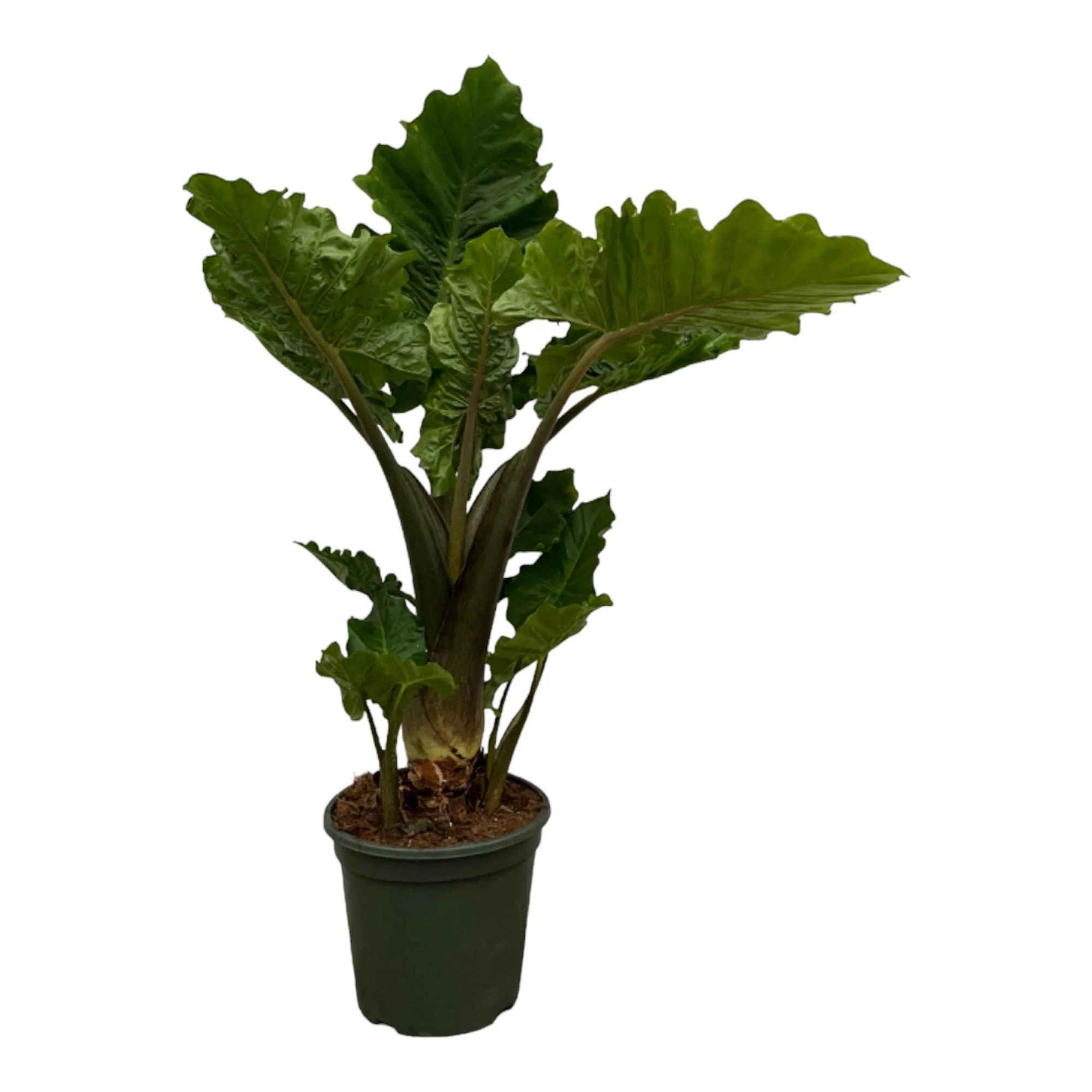 Alocasia Low Raider (Olifantsoor) – ↑ 75 cm