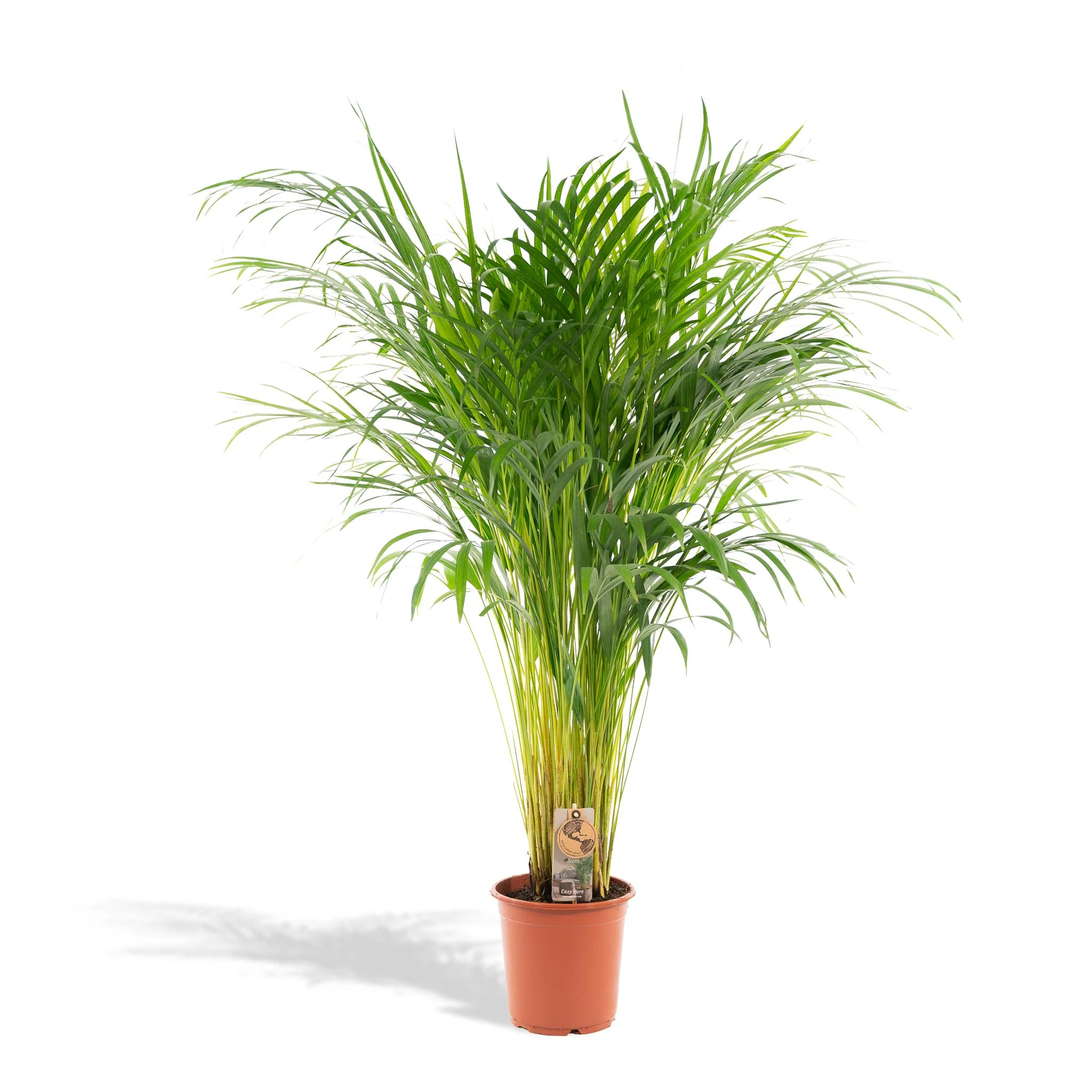Areca palm – Ø21cm – ↑ 110cm