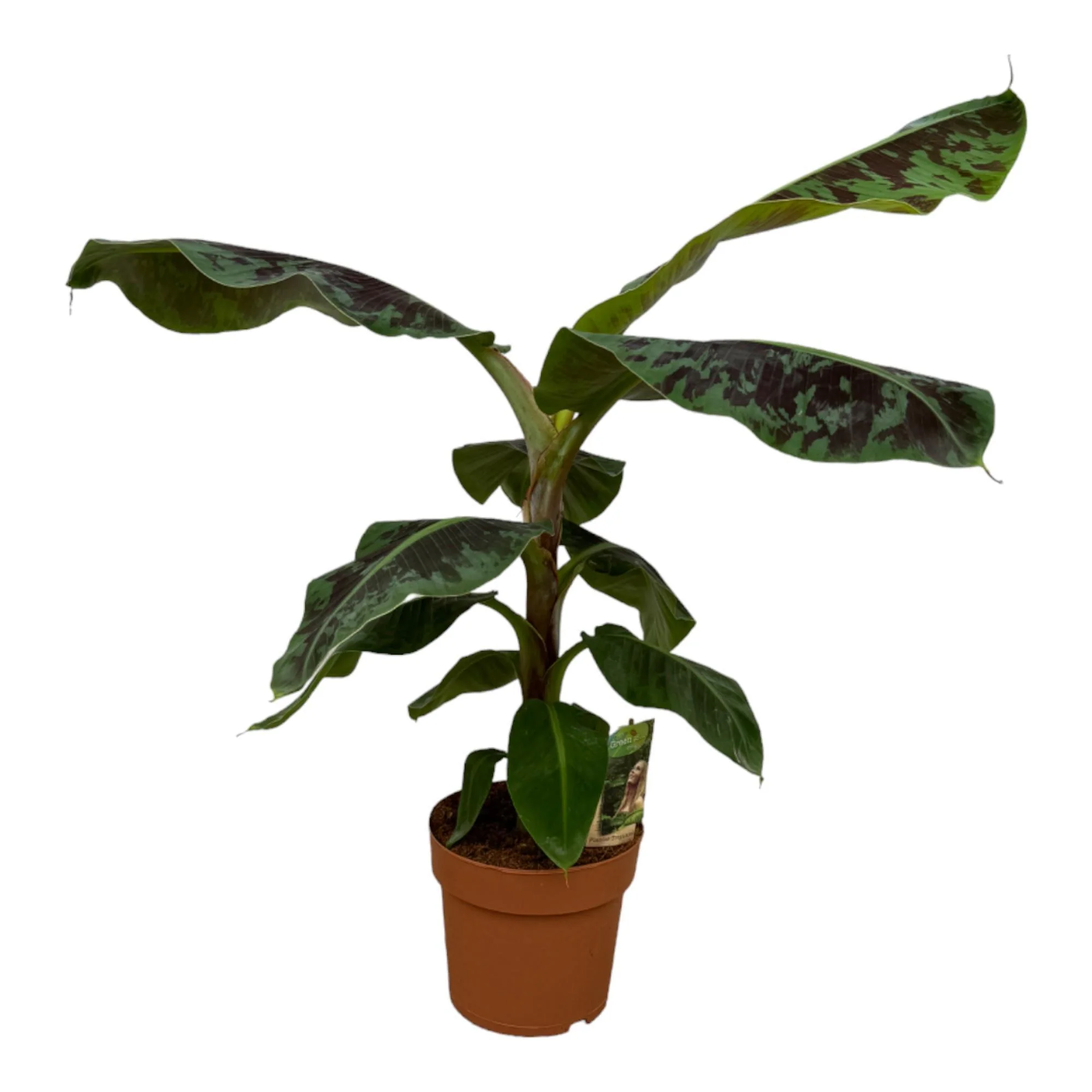 Musa – ↑ 80 cm – Ø21cm Musa – ↑ 80 cm – Ø21cm