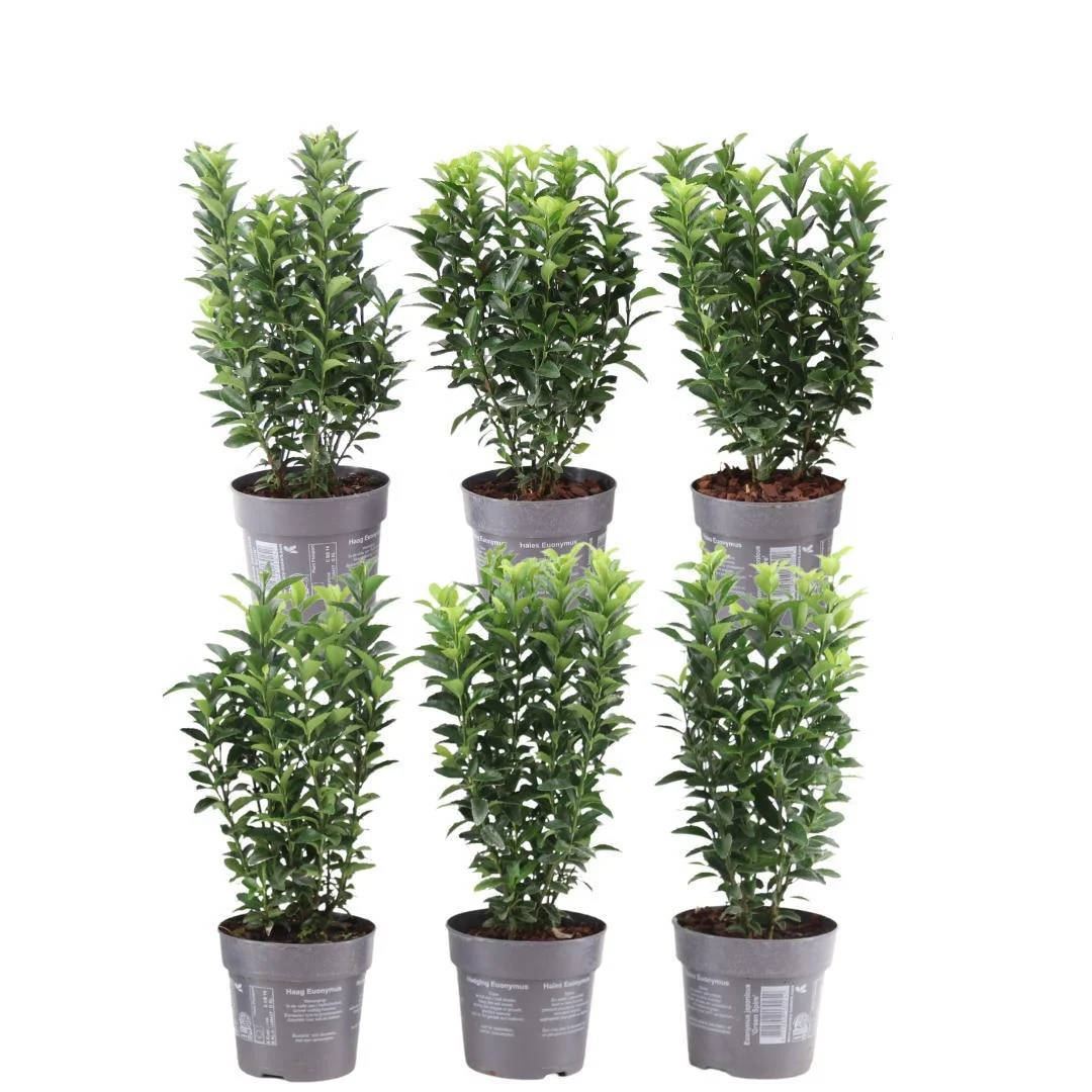 1 Meter Groene Haagplant – Euonymus japonicus ‘Green Spire’ – Set van 6 Winterharde Haagplanten – Groenblijvende Haag – Vers van de Kwekerij Geleverd