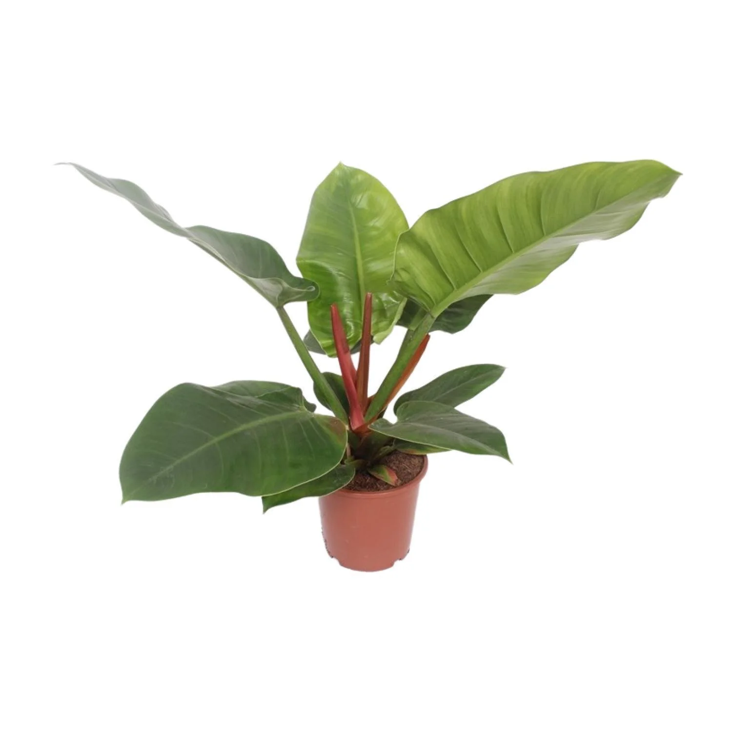 Philodendron Imperial Green – Aronskelkplant – Ø 17 cm – ↑ 60 cm Philodendron Imperial Green – Aronskelkplant – Ø 17 cm – ↑ 60 cm