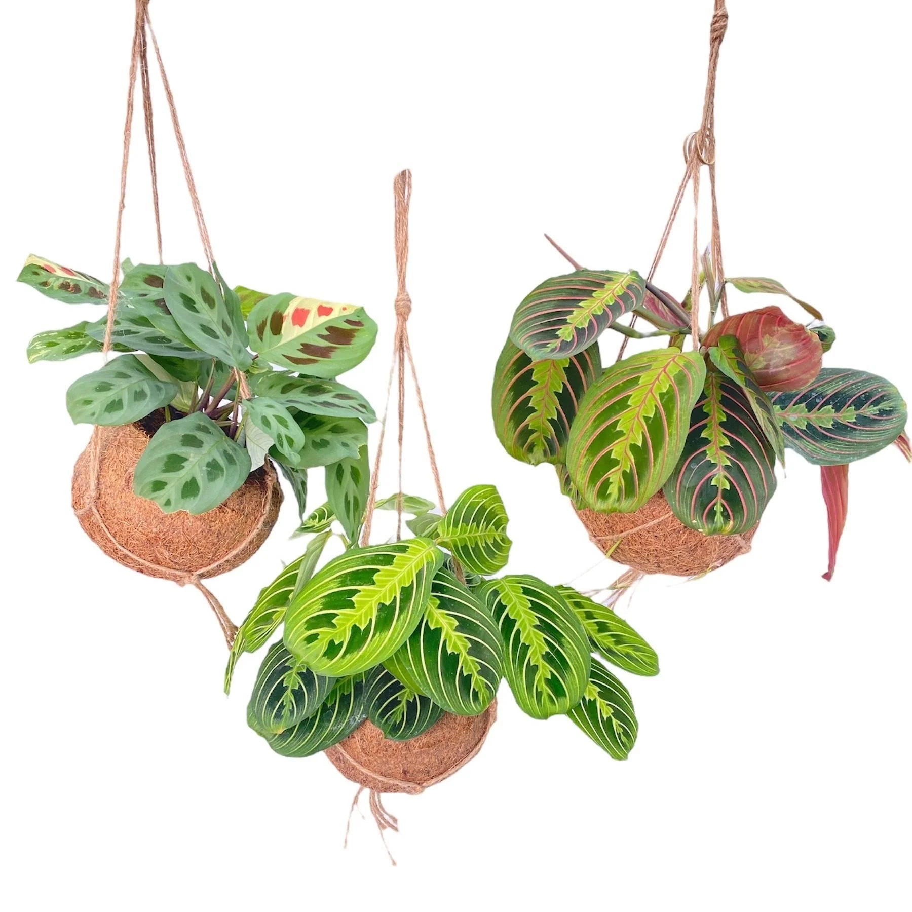 Kokodama Maranta Mix – 3 stuks – Ø15cm – ↑ 20cm Kokodama Maranta Mix – 3 stuks – Ø15cm – ↑ 20cm