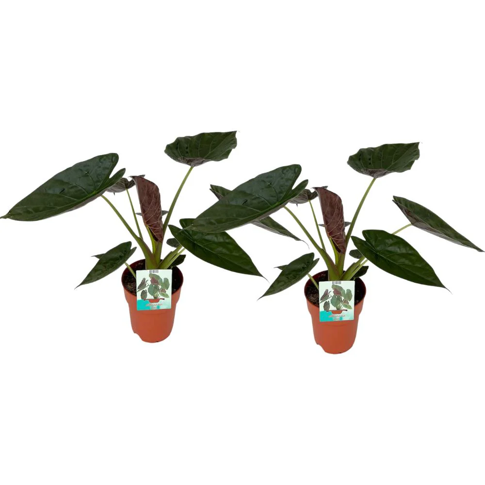 Alocasia Wentii (Olifantsoor) – 2 stuks – ↑85cm
