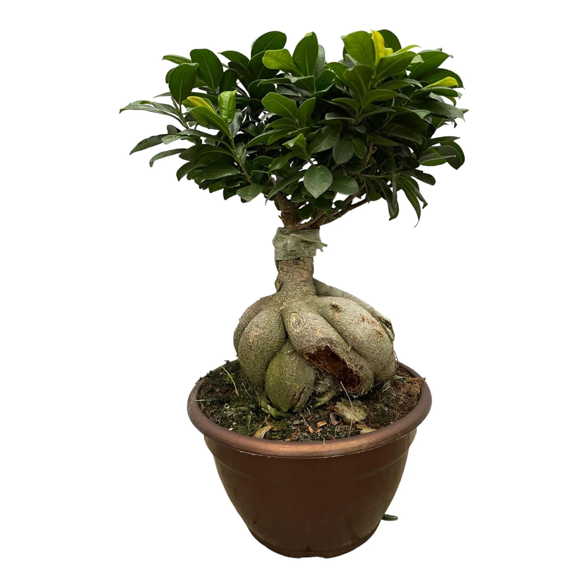 Ficus Microcarpa Ginseng (Bonsai) – ↑ 50 cm
