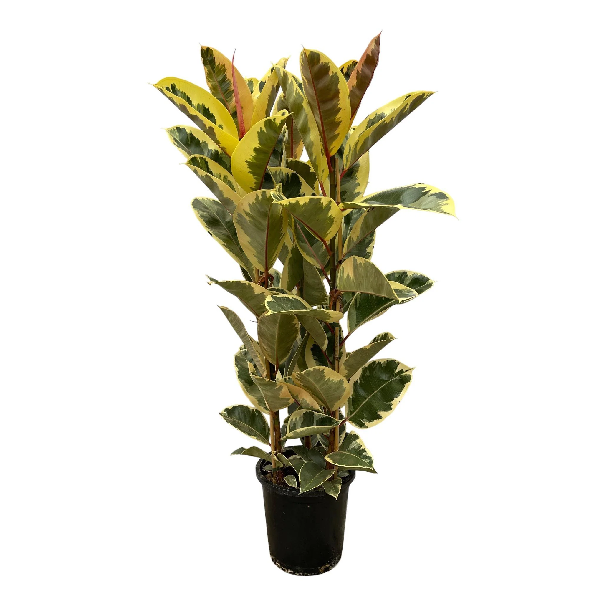 Ficus Elastica Tineke struik – ↑ 160 cm – Ø28cm Ficus Elastica Tineke struik – ↑ 160 cm – Ø28cm