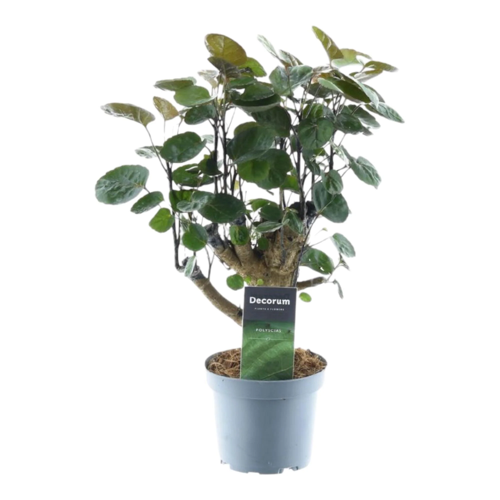 Polyscias Fabian – ↑ 45 cm – ø12 Polyscias Fabian – ↑ 45 cm – ø12