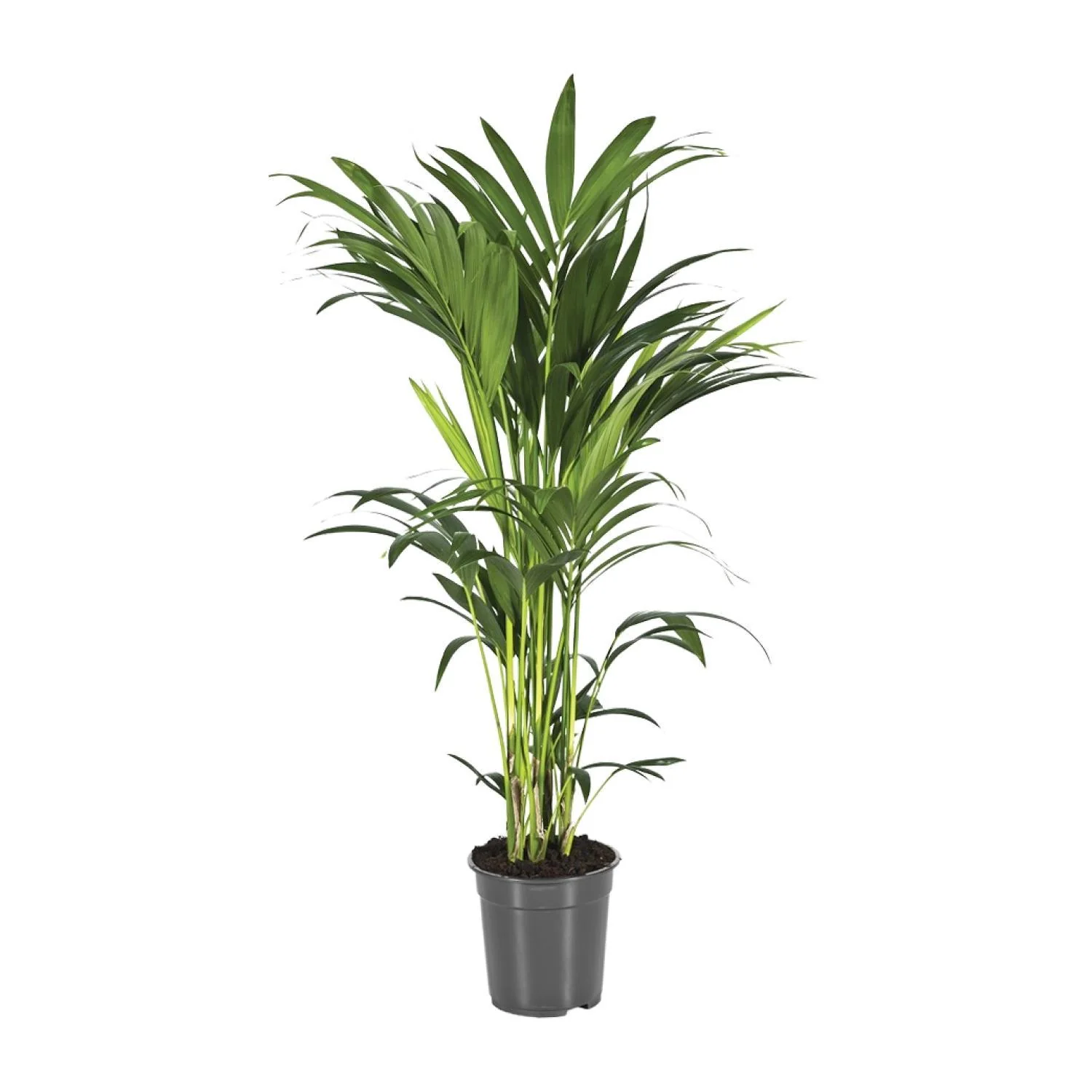 Howea Forsteriana – Kentiapalm – Ø 21 cm – ↑ 100 cm Howea Forsteriana – Kentiapalm – Ø 21 cm – ↑ 100 cm